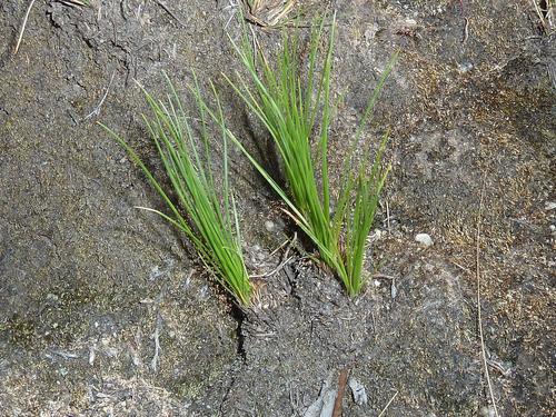 Chlorophytum calyptrocarpum (Chlorophytum calyptrocarpum)