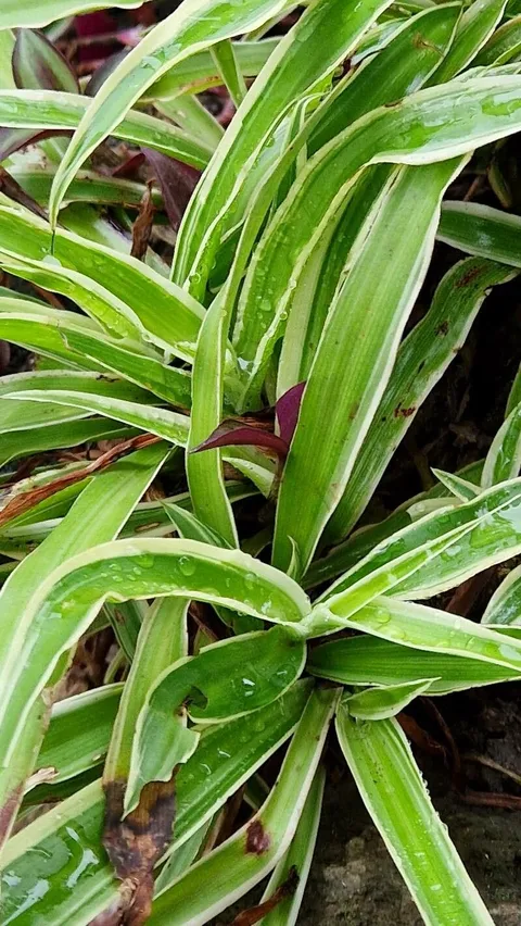 Spider plant (Chlorophytum comosum)