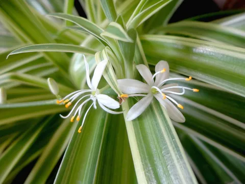 Spider plant: Chlorophytum comosum (Familia: Agavaceae). Nombres comunes: cinta, malamadre, araña, lazo de amor.