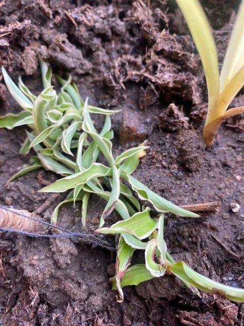 Spider plant (Chlorophytum comosum)