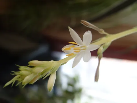 Spider plant: The flower of Chlorophytum comosum.