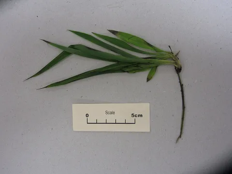 Spider plant (Chlorophytum comosum)