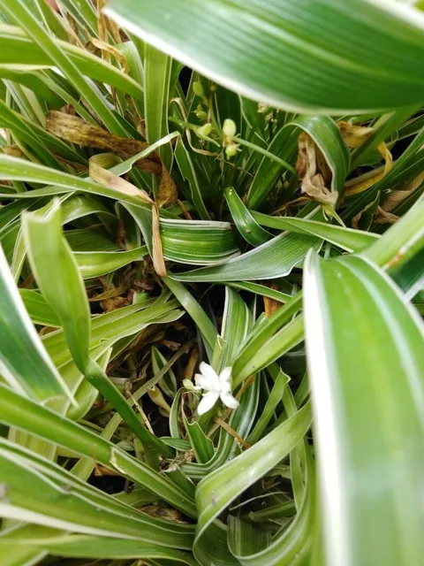 Spider plant (Chlorophytum comosum)