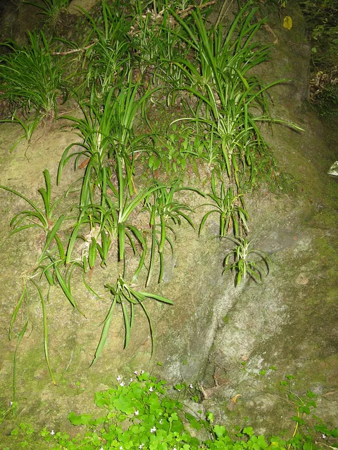 Spider plant (Chlorophytum comosum)