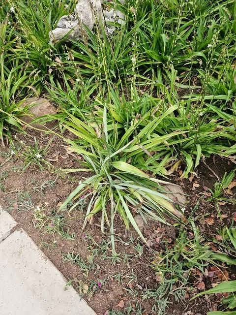 Spider plant (Chlorophytum comosum)