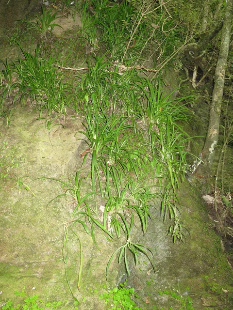 Spider plant (Chlorophytum comosum)