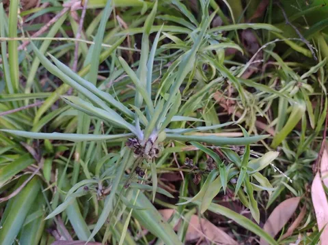 Spider plant (Chlorophytum comosum)