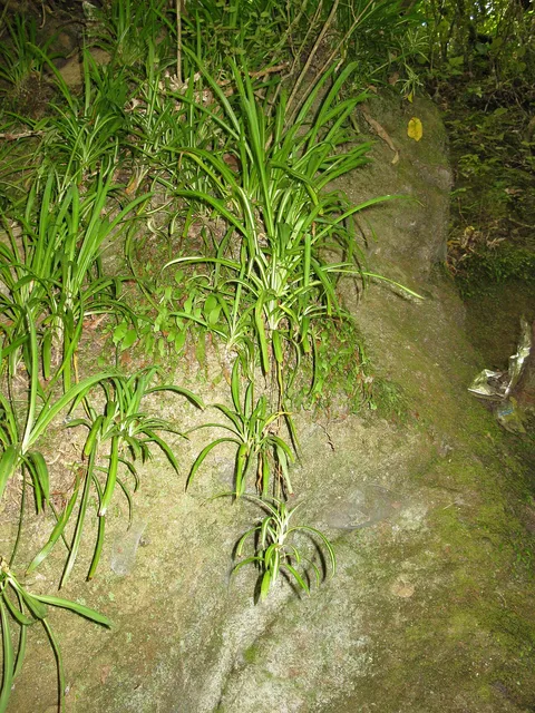 Spider plant (Chlorophytum comosum)