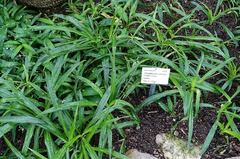 Spider plant: Botanical specimen in the Botanischer Garten - Heidelberg, Germany.