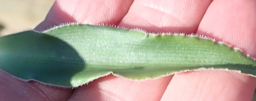 Chlorophytum crispum (Chlorophytum crispum)