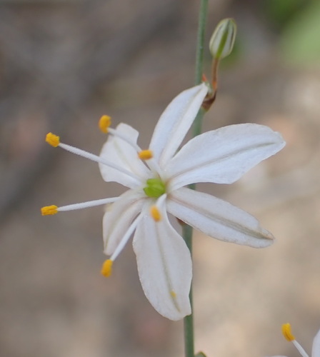 Chlorophytum crispum (Chlorophytum crispum)