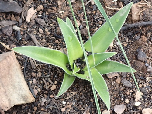 Chlorophytum crispum (Chlorophytum crispum)