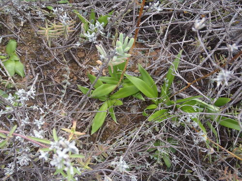 Chlorophytum crispum (Chlorophytum crispum)