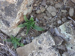 Chlorophytum crispum (Chlorophytum crispum)