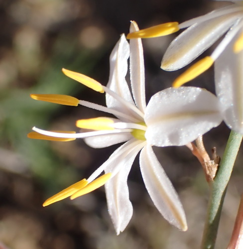 Chlorophytum crispum (Chlorophytum crispum)
