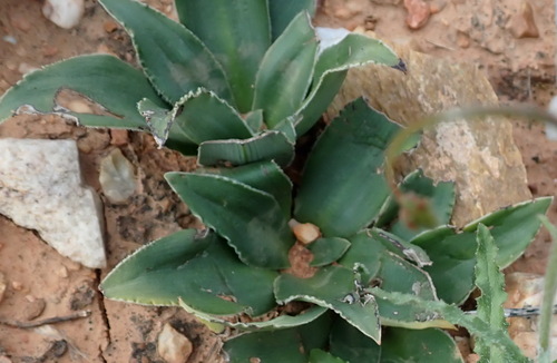 Chlorophytum crispum (Chlorophytum crispum)