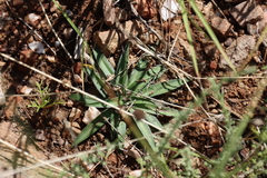 Chlorophytum crispum (Chlorophytum crispum)