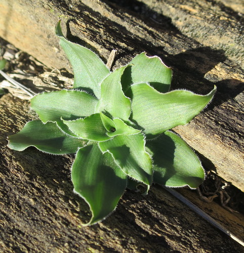 Chlorophytum crispum (Chlorophytum crispum)