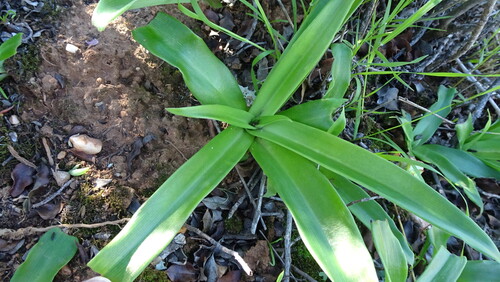Chlorophytum crispum (Chlorophytum crispum)