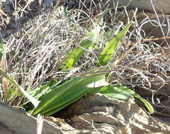 Chlorophytum crispum (Chlorophytum crispum)