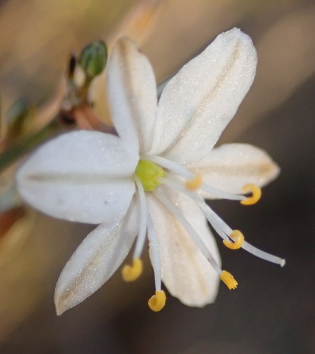 Chlorophytum crispum (Chlorophytum crispum)