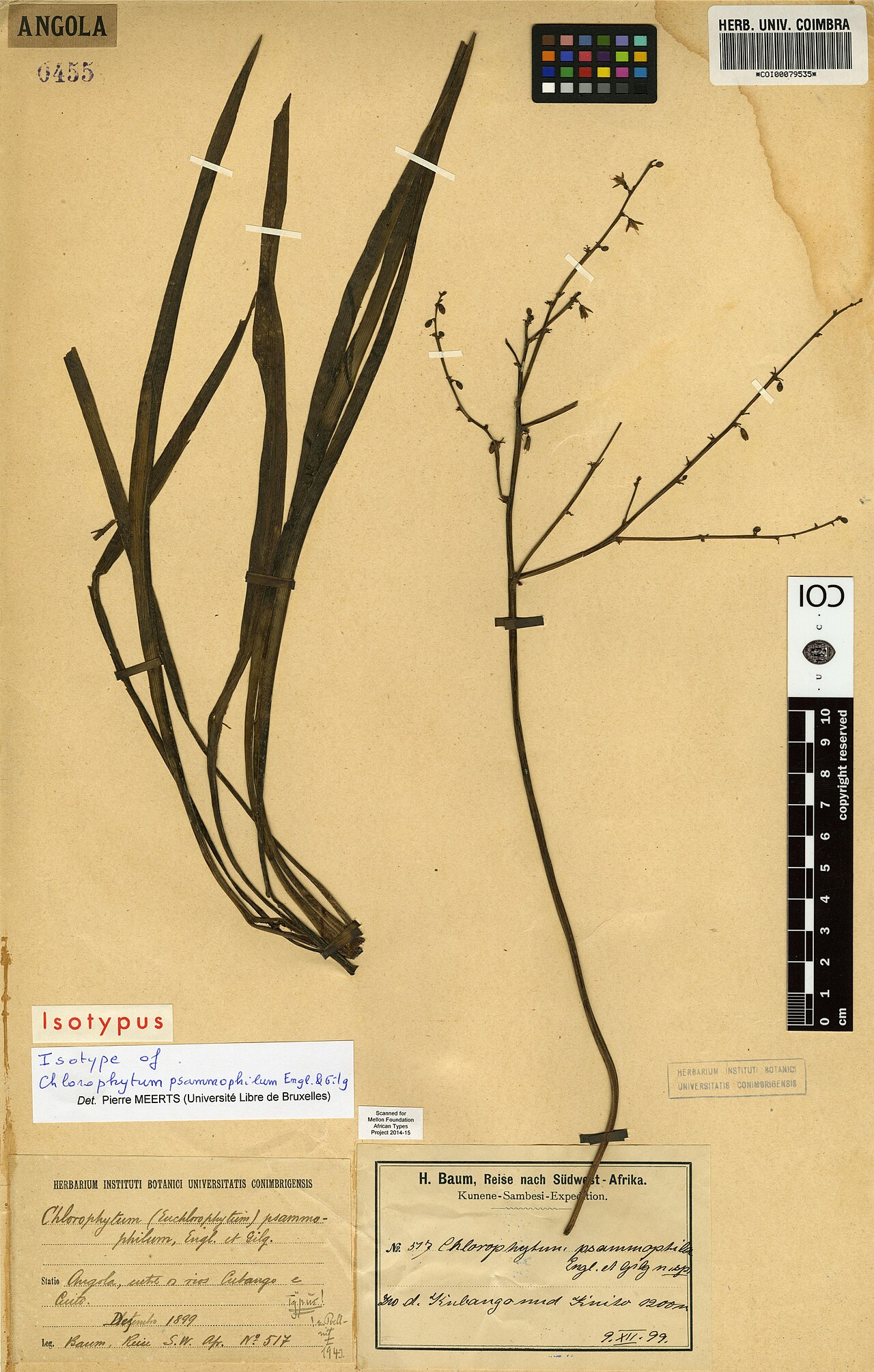Chlorophytum gallabatense: Photograph of Isotype of Chlorophytum gallabatense at Herbarium of the University of Coimbra, Portugal (COI). Specimen COI00079535. http://coicatalogue.uc.pt/sp