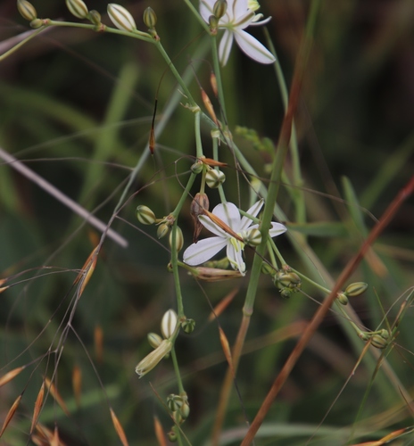 Chlorophytum galpinii (Chlorophytum galpinii)