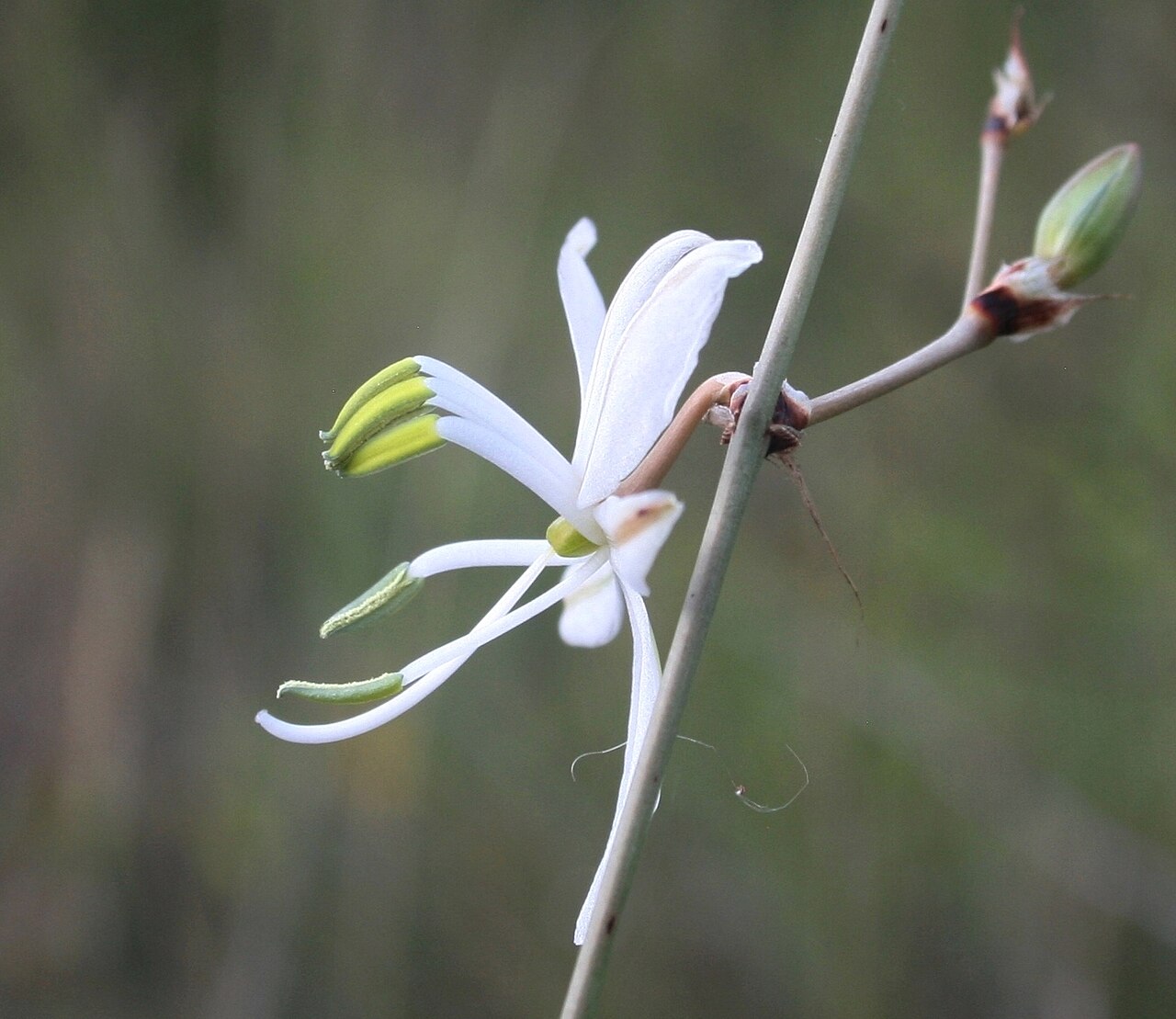 Chlorophytum galpinii: Flower of Chlorophytum galpinii var. galpinii at Waterberg Natuurpraal, Waterberg, Limpopo