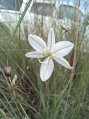 Chlorophytum galpinii (Chlorophytum galpinii)