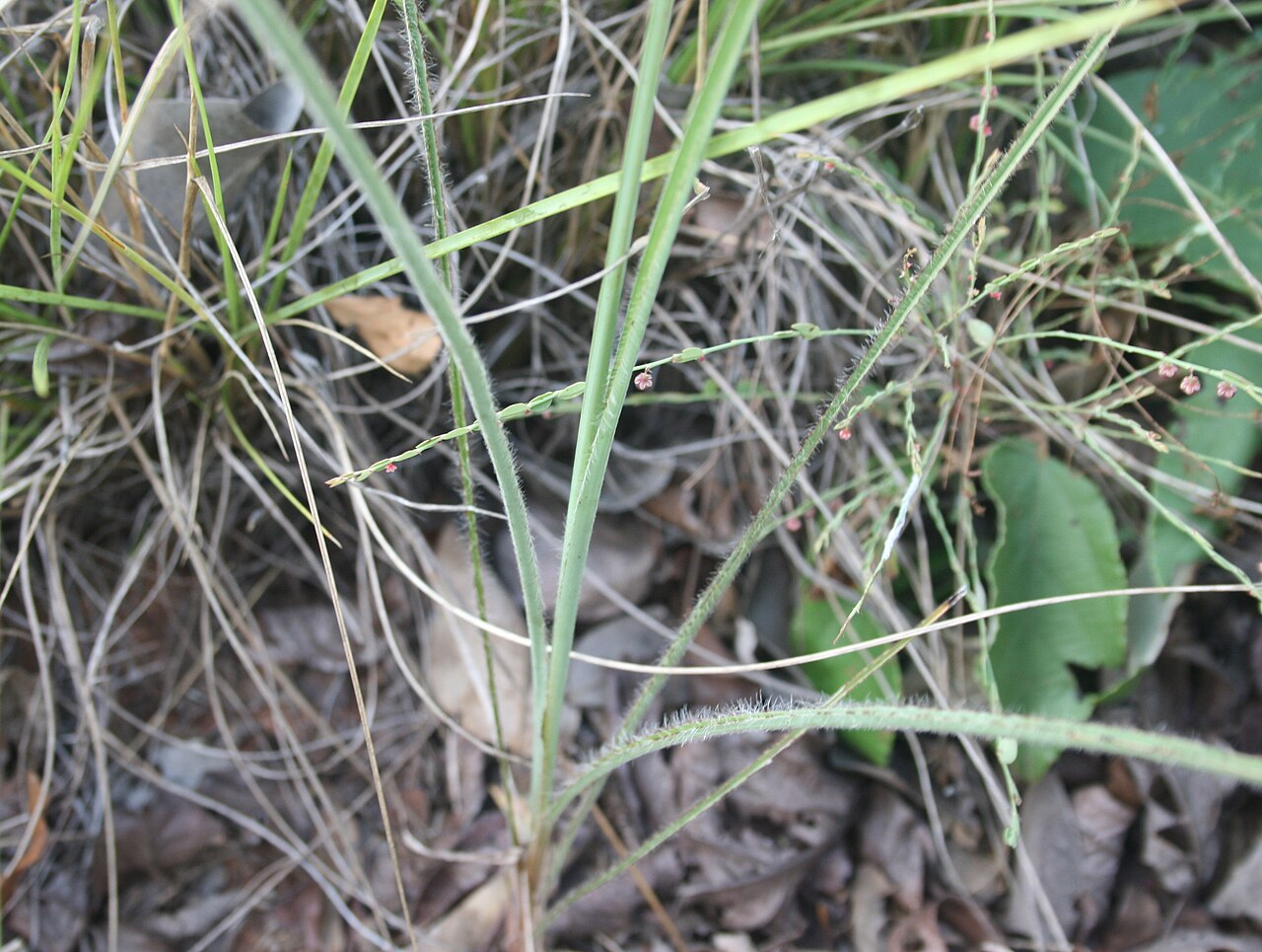 Chlorophytum galpinii: Leaves of Chlorophytum galpinii var. galpinii at Waterberg Natuurpraal, Waterberg, Limpopo