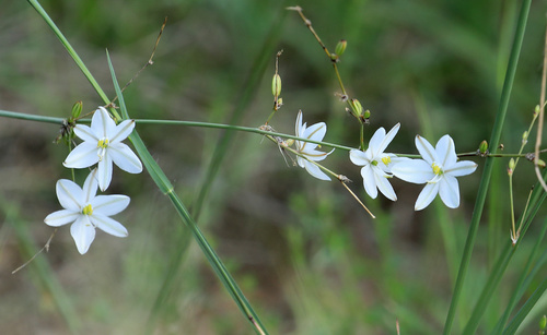 Chlorophytum galpinii (Chlorophytum galpinii)