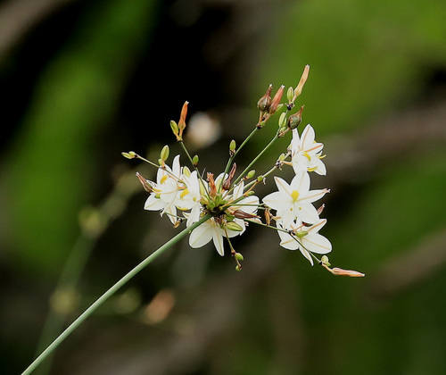Chlorophytum galpinii (Chlorophytum galpinii)