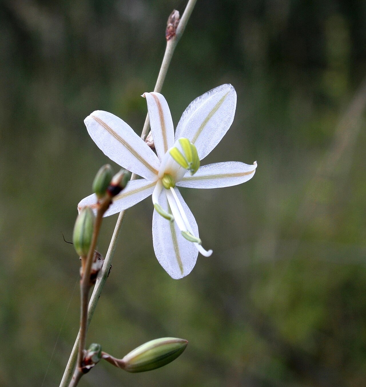 Chlorophytum galpinii: Flower of Chlorophytum galpinii var. galpinii at Waterberg Natuurpraal, Waterberg, Limpopo