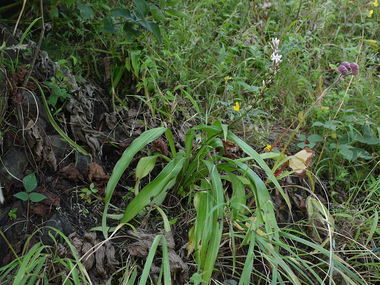 Chlorophytum glaucoides: Liliaceae (lily family) » Chlorophytum glaucoides Blatt. kloh-roh-FY-tum -- from the Greek chloros (green), and phyton (plant) ... Dave's Botanary glaw-KOY-deez