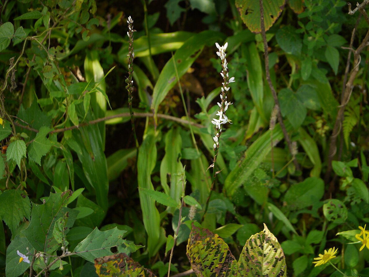 Chlorophytum glaucoides: Liliaceae (lily family) » Chlorophytum glaucoides Blatt. kloh-roh-FY-tum -- from the Greek chloros (green), and phyton (plant) ... Dave's Botanary glaw-KOY-deez