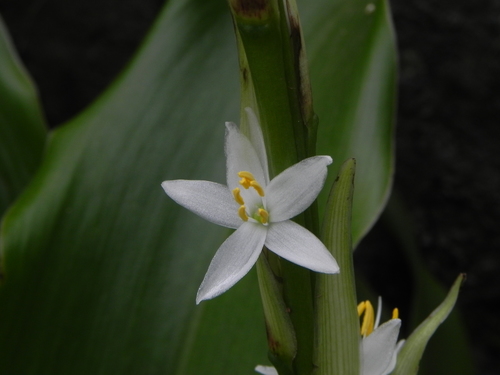 Chlorophytum glaucum (Chlorophytum glaucum)