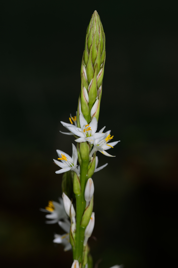 Chlorophytum gothanense (Chlorophytum gothanense)