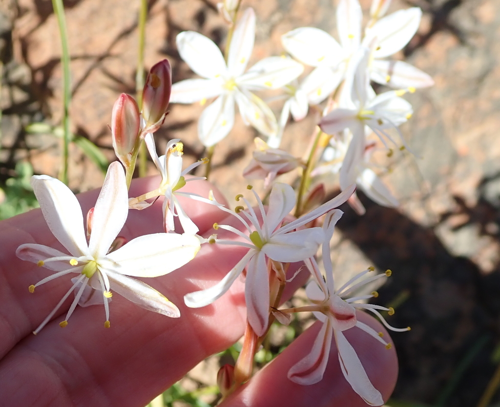 Chlorophytum graminifolium (Chlorophytum graminifolium)