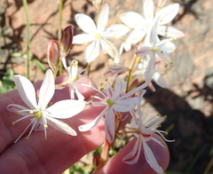 Chlorophytum graminifolium (Chlorophytum graminifolium)