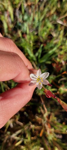 Chlorophytum graminifolium (Chlorophytum graminifolium)
