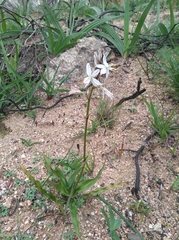 Chlorophytum graminifolium (Chlorophytum graminifolium)