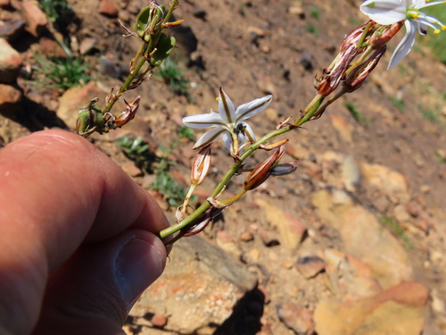 Chlorophytum graminifolium (Chlorophytum graminifolium)