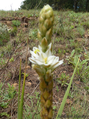 Chlorophytum haygarthii (Chlorophytum haygarthii)