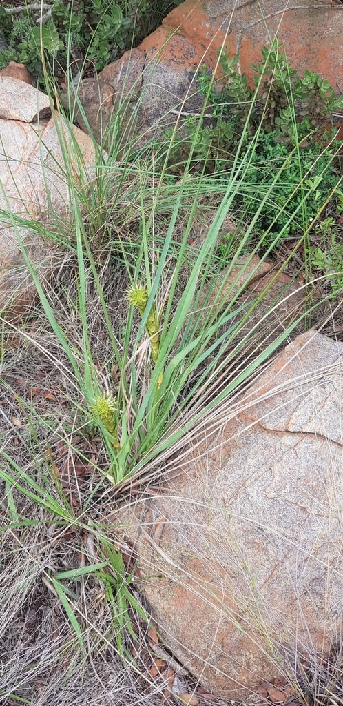 Chlorophytum haygarthii (Chlorophytum haygarthii)