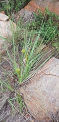 Chlorophytum haygarthii (Chlorophytum haygarthii)