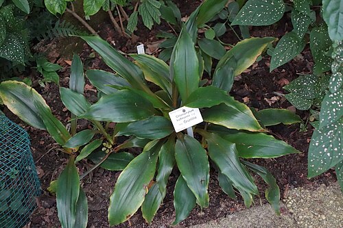 Chlorophytum holstii: Botanical specimen in the Botanischer Garten, Dresden, Germany.