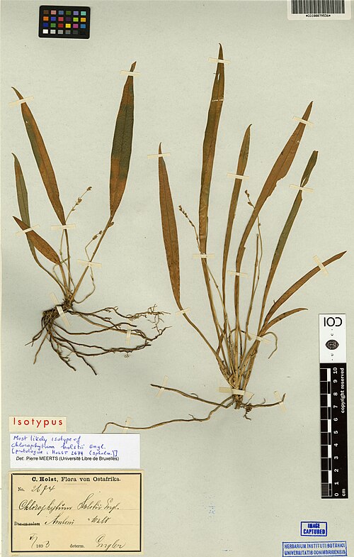Chlorophytum holstii: Photograph of Isotype of Chlorophytum holstii at Herbarium of the University of Coimbra, Portugal (COI). Specimen COI00079536. http://coicatalogue.uc.pt/specime