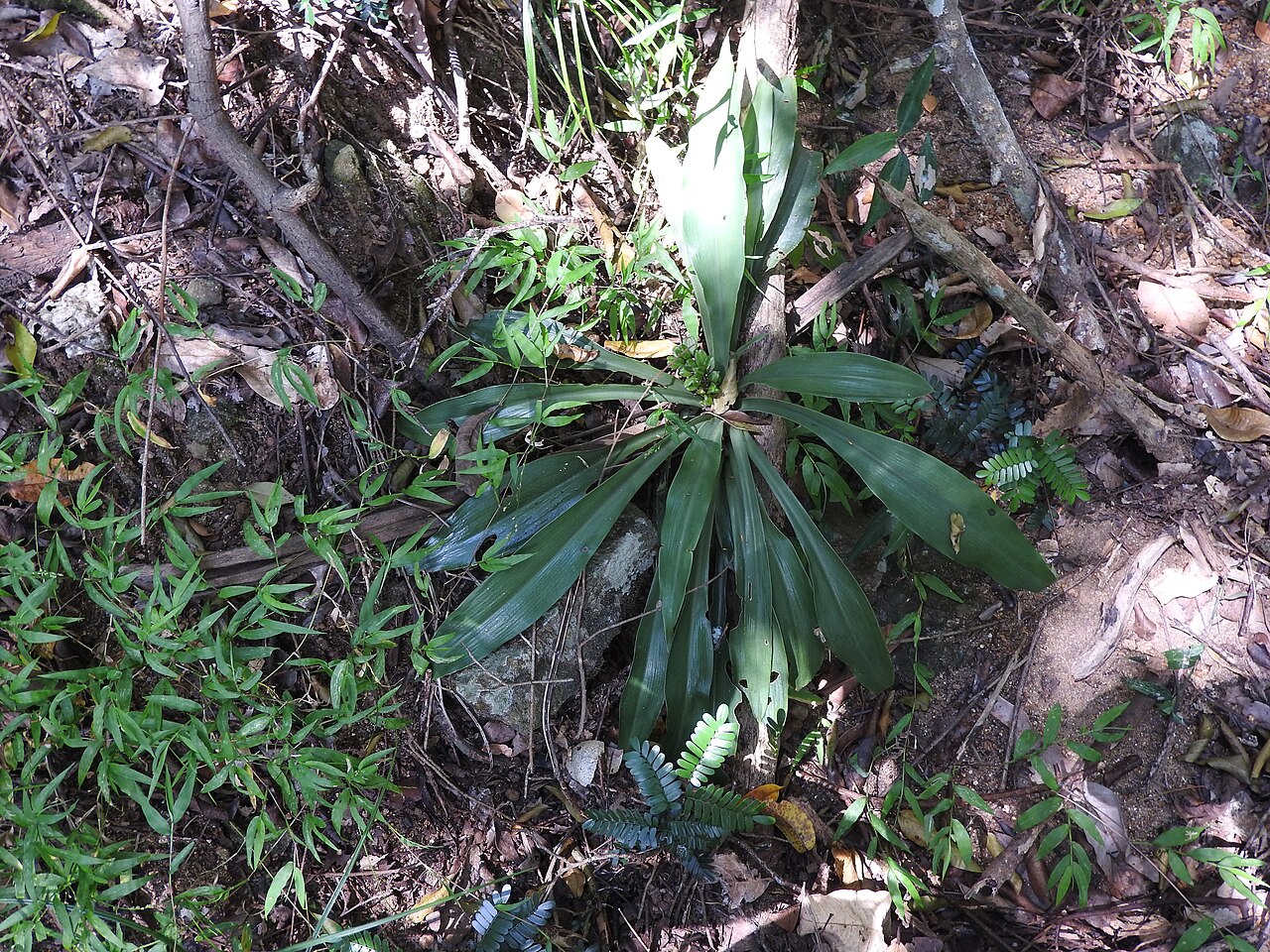 Chlorophytum indicum: Liliaceae-tuberous herb,flowers white.