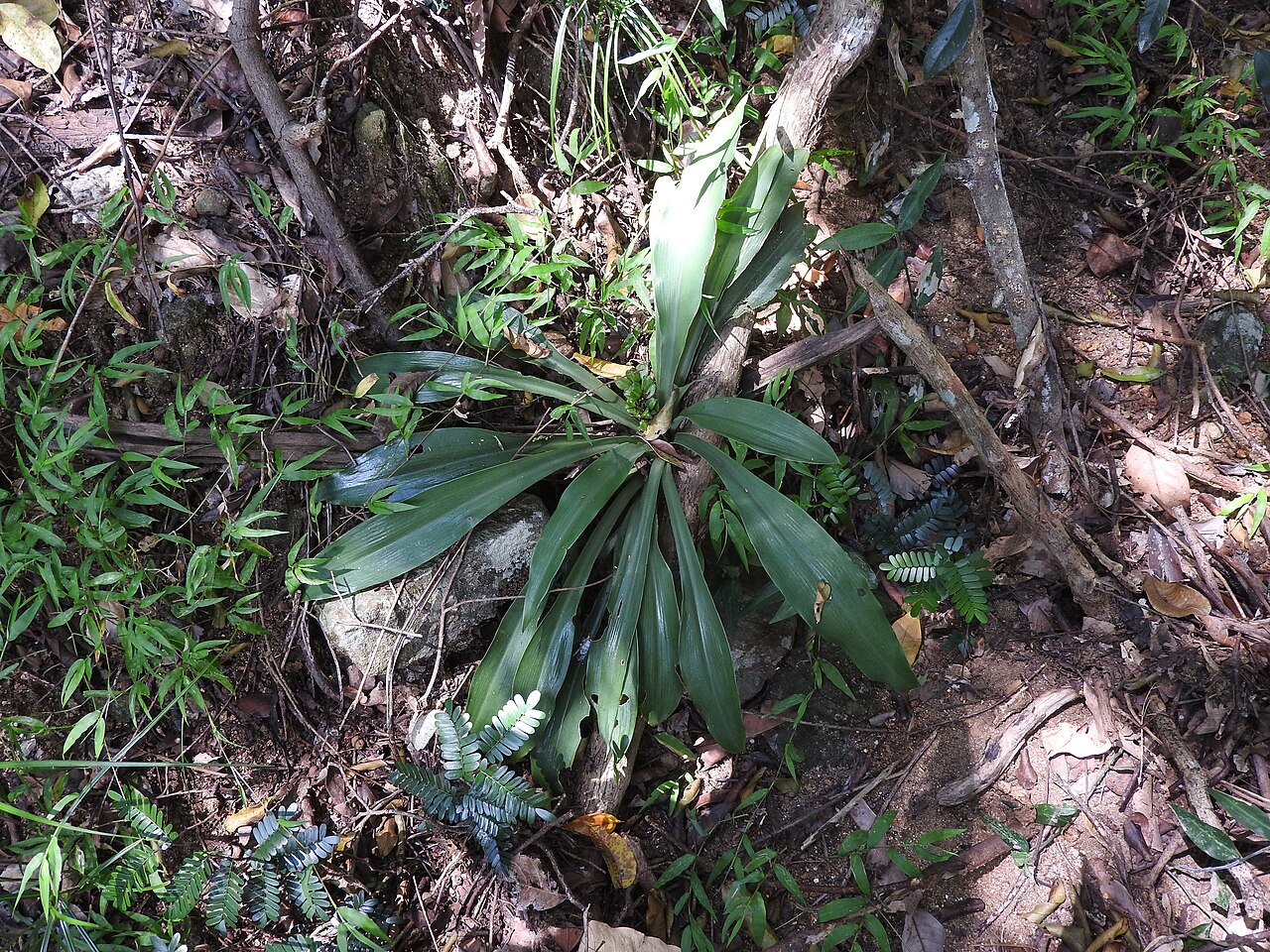 Chlorophytum indicum: Liliaceae-tuberous herb,flowers white.