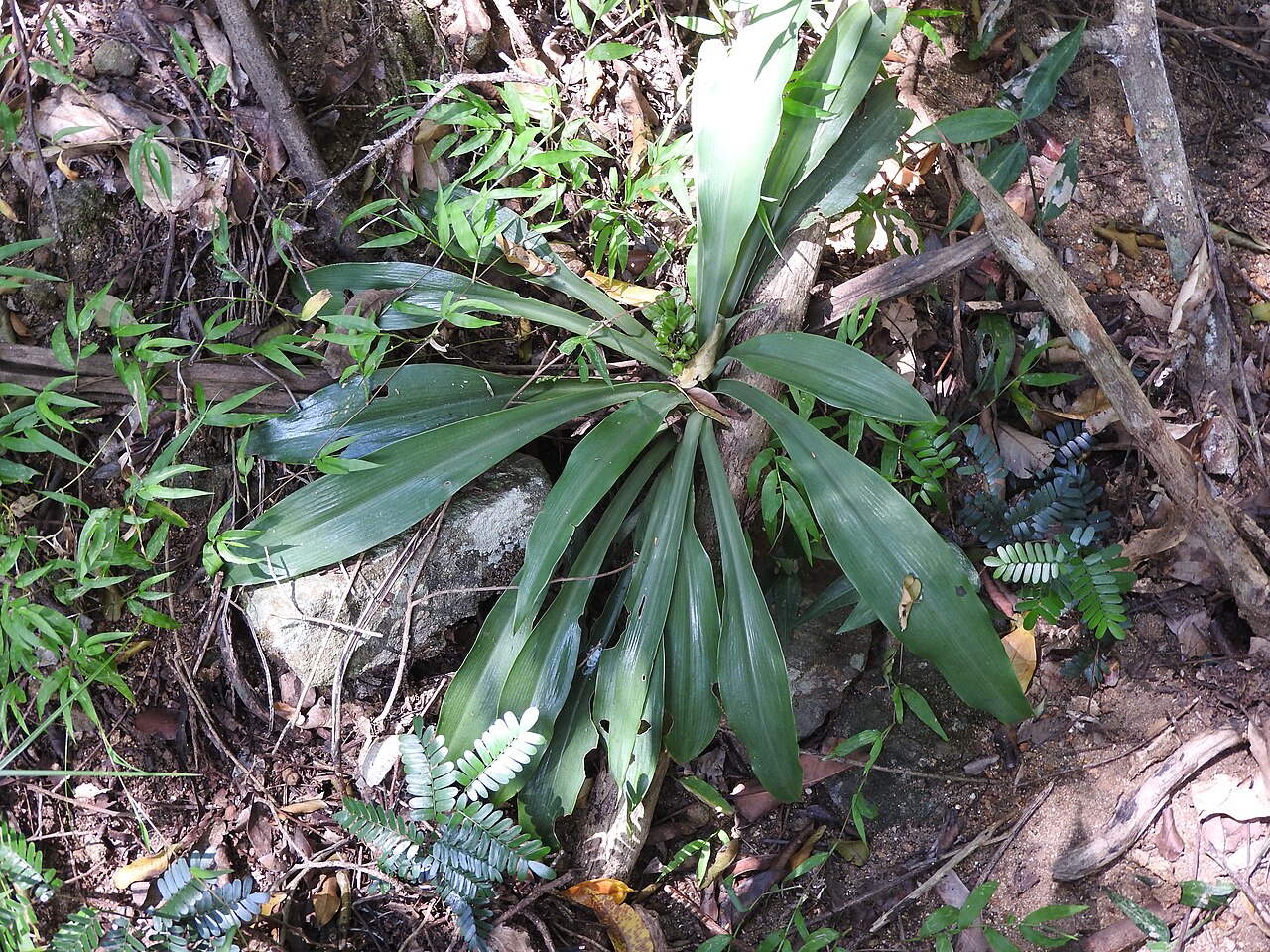 Chlorophytum indicum: Liliaceae-tuberous herb,flowers white.
